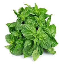 Holy Basil (Tulsi)