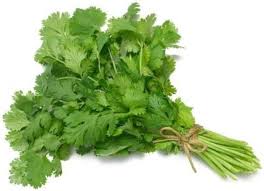 Coriander (Dhaniya)