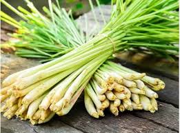 Lemongrass (Gavati Chaha)