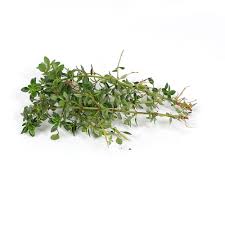 Lemon Thyme