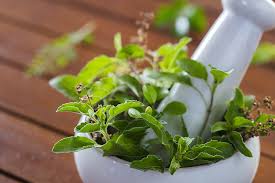 Stevia (Meethi Tulsi)